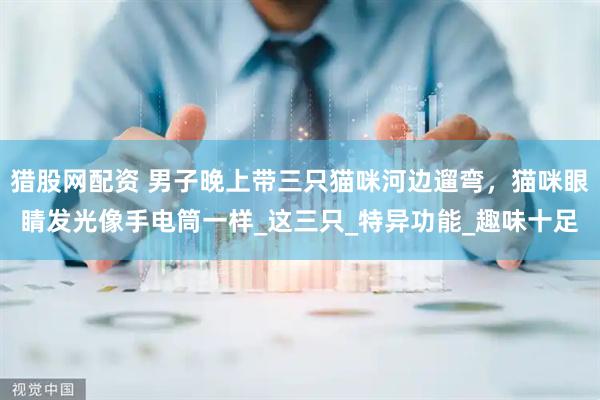 猎股网配资 男子晚上带三只猫咪河边遛弯，猫咪眼睛发光像手电筒一样_这三只_特异功能_趣味十足